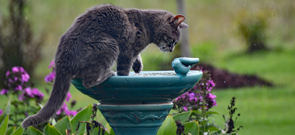 agua en movimiento para gatos
