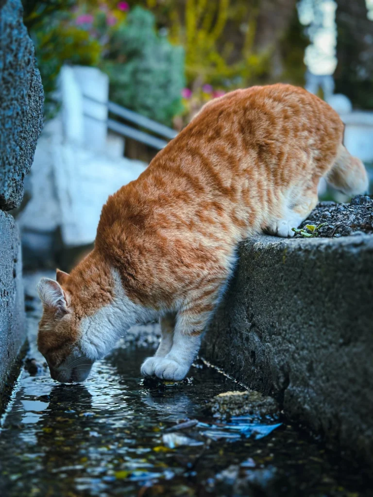 agua fresca para gatos