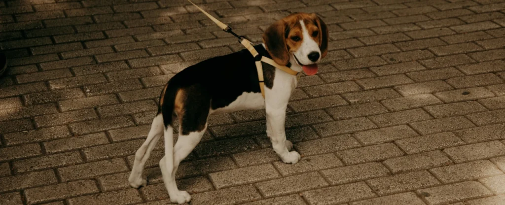 beagle perro con orejas largas