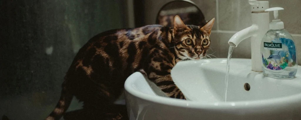como bañar un gato