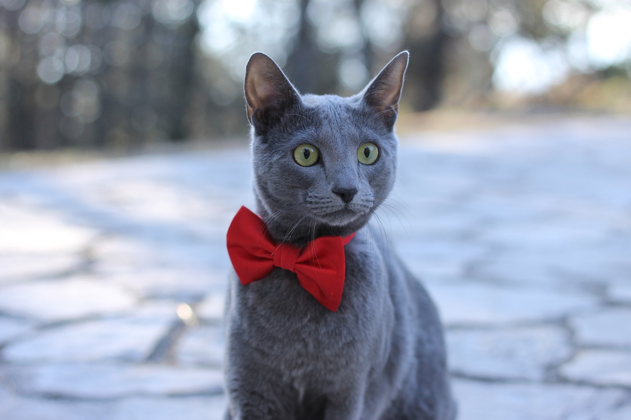 El majestuoso Gato Azul Ruso
