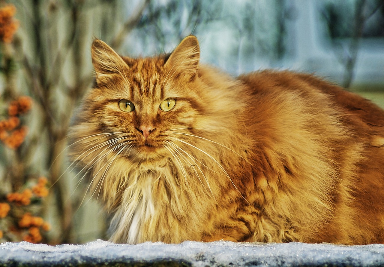 El Gato Bosque de Noruega: Un trotamundos nórdico