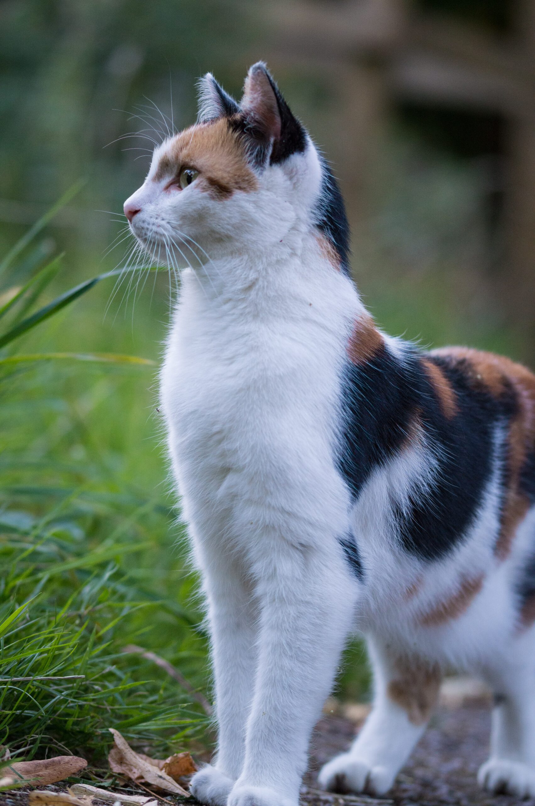 El Gato Común Europeo: Un felino versátil