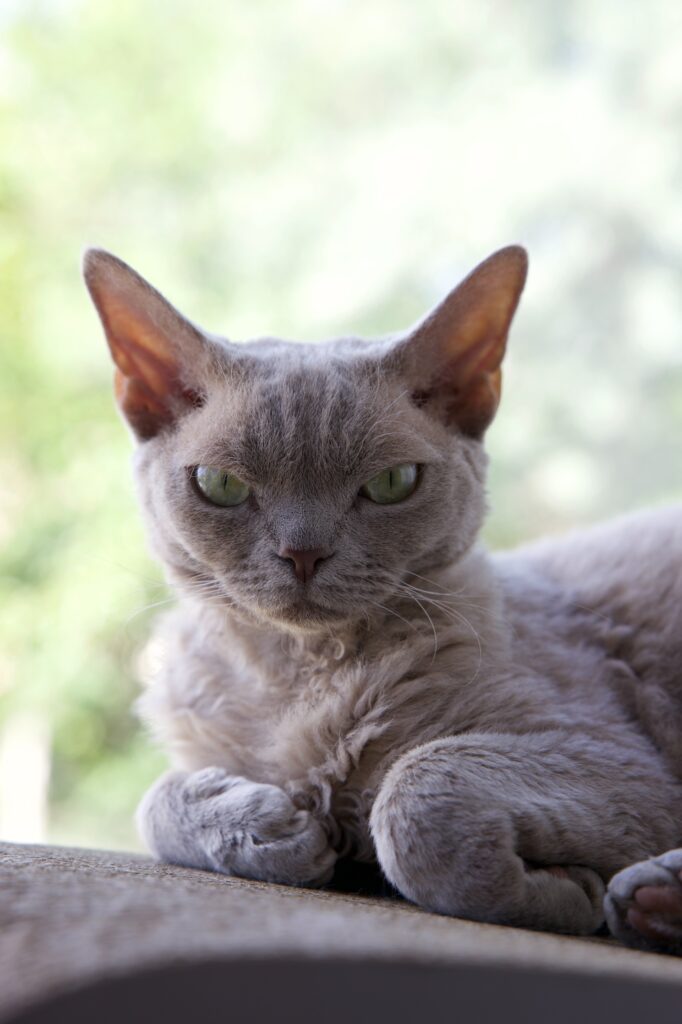 Gato Devon Rex: Elegancia Rizada