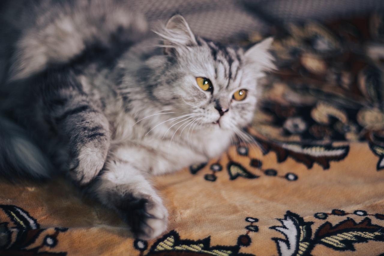 El elegante Gato Exótico de Persia