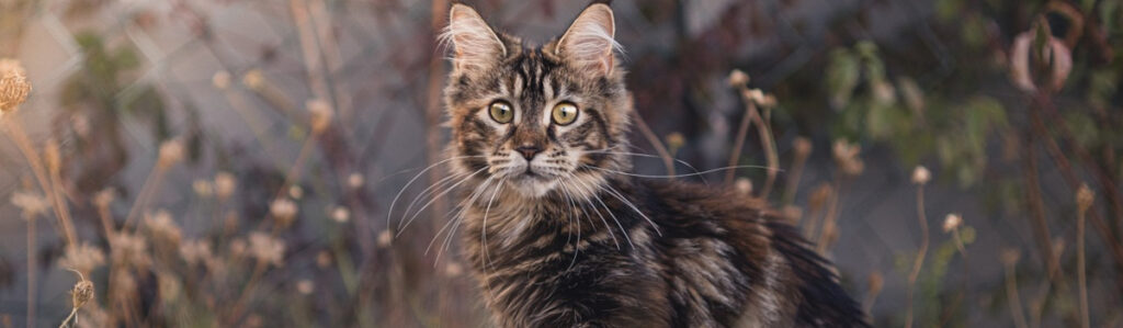 gato maine coon joven
