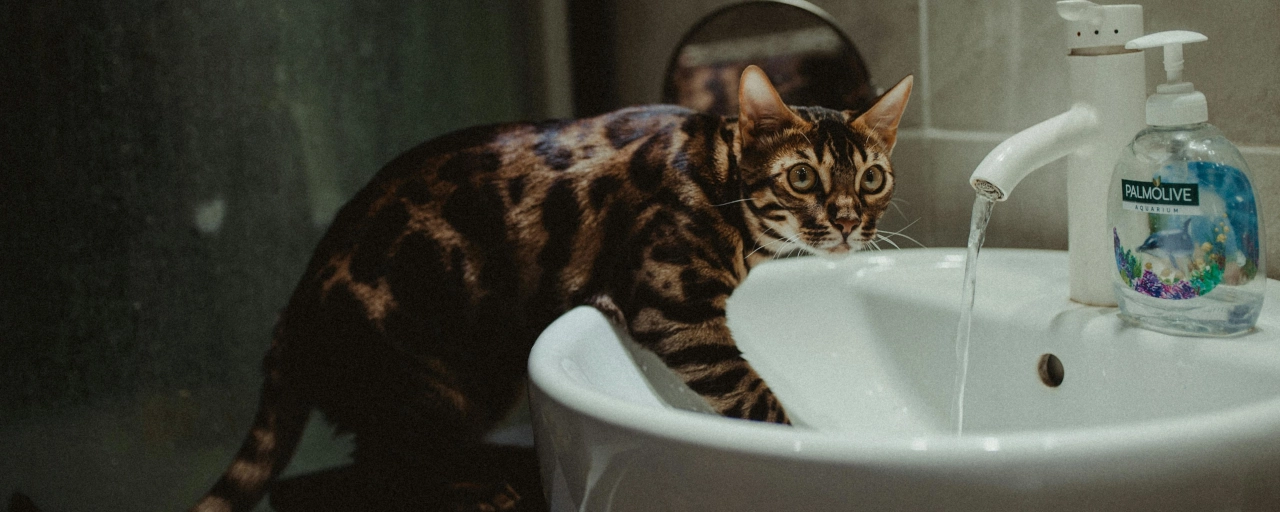 Cómo bañar a un gato que no se deja: consejos y trucos