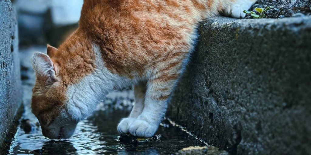 Importancia agua fresca para gatos