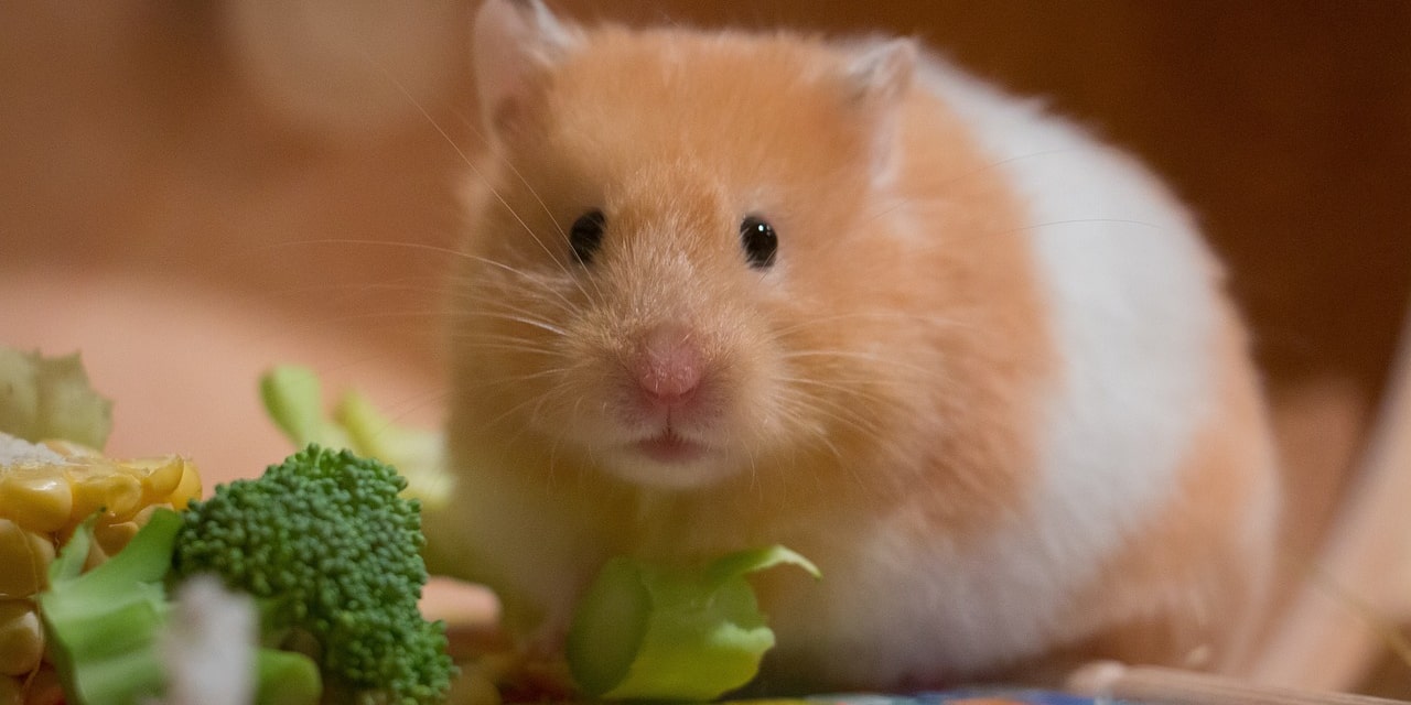Frutas y verduras que pueden comer los hamsters
