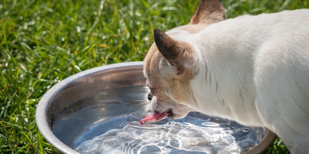 bozal para perro que pueda tomar agua