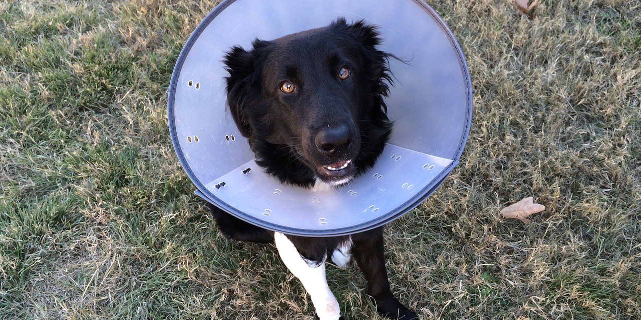 Mi perro no soporta el collar isabelino: soluciones para una recuperación cómoda