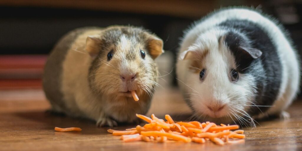tipos de hamsteres y diferencias